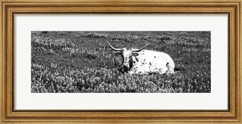 Framed Texas Longhorn Cow Sitting On A Field, Hill County, Texas Print