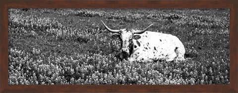 Framed Texas Longhorn Cow Sitting On A Field, Hill County, Texas Print