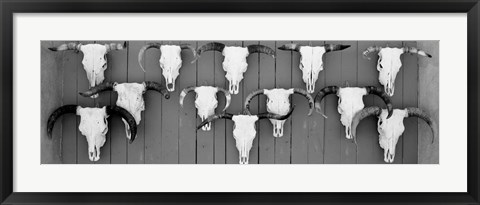 Framed Cow skulls hanging on planks, Taos, New Mexico Print