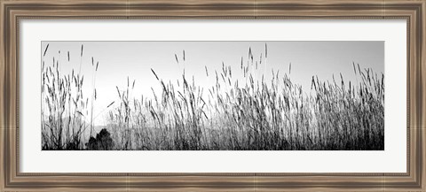 Framed Tall grass in a national park, Grand Teton National Park, Wyoming Print