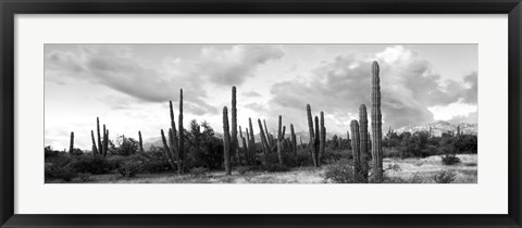 Framed Cardon cactus plants in a forest, Loreto, Baja California Sur, Mexico Print