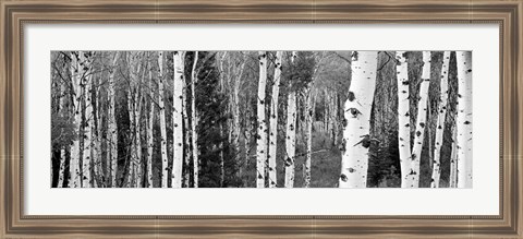 Framed Aspen and Conifers trees, Granite Canyon, Grand Teton National Park, Wyoming Print