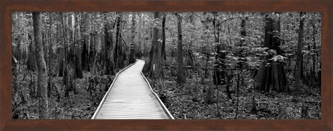 Framed Boardwalk passing through a forest, Congaree National Park, South Carolina Print