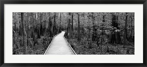 Framed Boardwalk passing through a forest, Congaree National Park, South Carolina Print