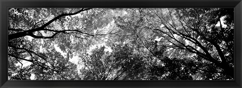 Framed Low angle view of trees BW Print