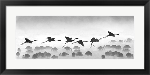 Framed Flamingos landing, Kenya BW Print