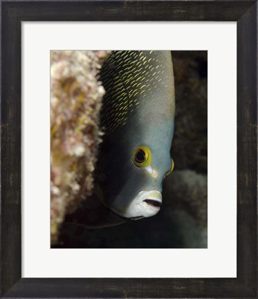 Framed French angelfish, West Palm Beach, Florida Print