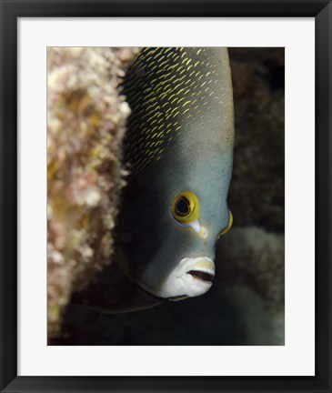 Framed French angelfish, West Palm Beach, Florida Print