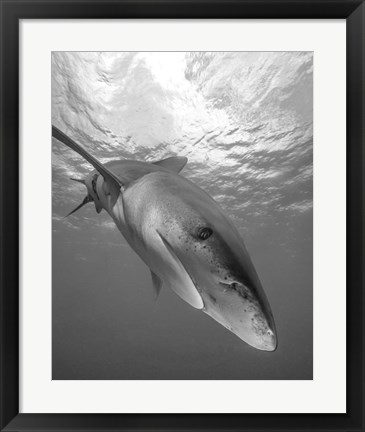 Framed Oceanic Whitetip Shark, Cat Island, Bahamas Print