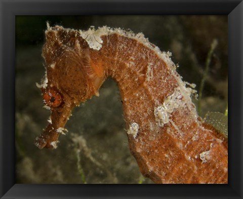 Framed Close-up view of an Orange Seahorse Print