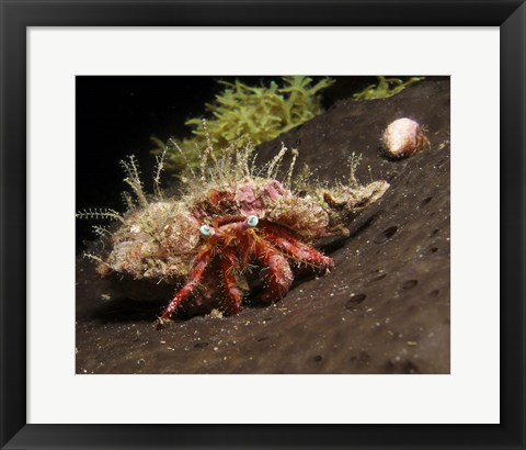 Framed Hermit Crab on sponge in Gulf of Mexico Print