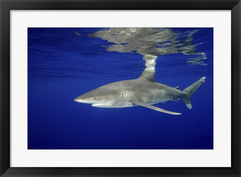 Framed Oceanic Whitetip shark Print