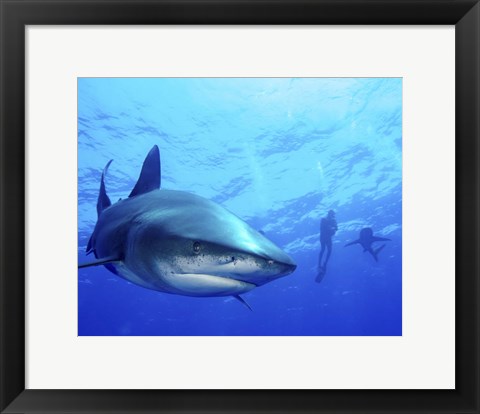 Framed Diver swimming with Oceanic Whitetip Sharks, Cat Island, Bahamas Print