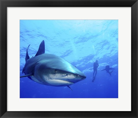 Framed Diver swimming with Oceanic Whitetip Sharks, Cat Island, Bahamas Print