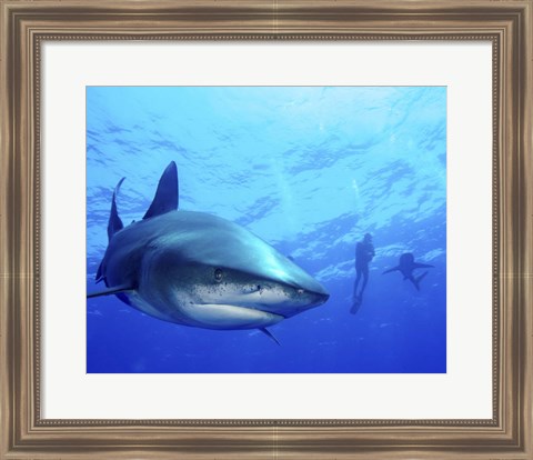 Framed Diver swimming with Oceanic Whitetip Sharks, Cat Island, Bahamas Print