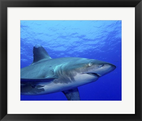 Framed Close-up side view of an Oceanic Whitetip Shark Print