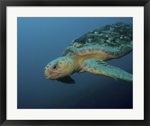 Framed Loggerhead Sea Turtle off the coast of North Carolina Print