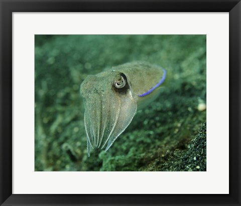 Framed Golden Cuttlefish, Lembeh Strait, Indonesia Print