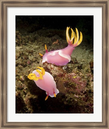 Framed Pair of pink Nudibranchs, Lembeh Strait, Indonesia Print