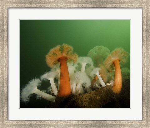 Framed Plumose Anemone in Puget Sound in Seattle Print