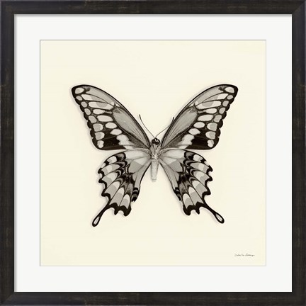 Framed Butterfly VI Print