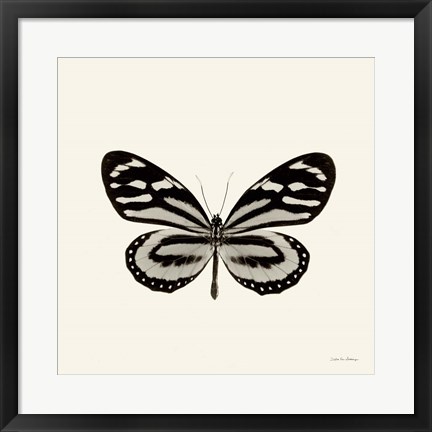 Framed Butterfly VIII Print