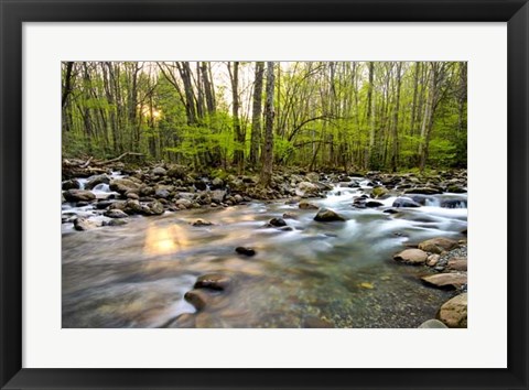 Framed Morning Sunshine II Print