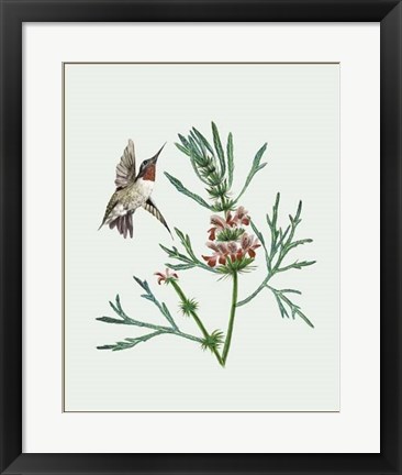 Framed Leonurus Japonicus II Print