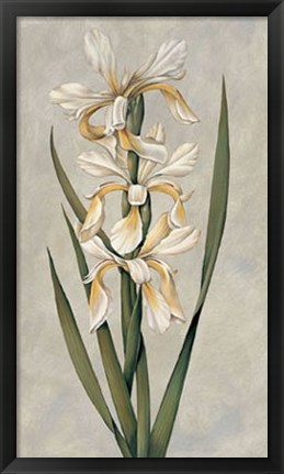 Framed Decorative Irises II Print