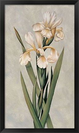 Framed Decorative Irises I Print