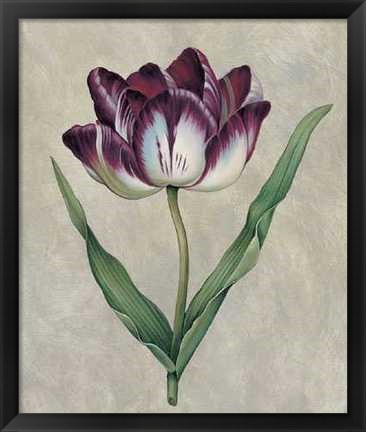 Framed Parrot Tulip II Print