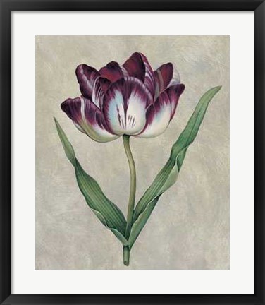 Framed Parrot Tulip II Print