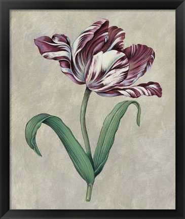 Framed Parrot Tulip I Print