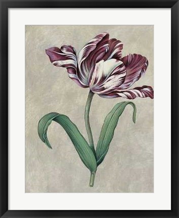 Framed Parrot Tulip I Print