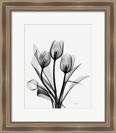 Framed Three Gray Tulips H14 Print