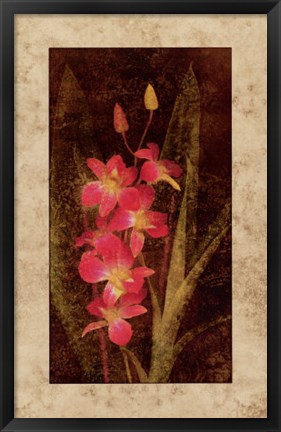 Framed Orchid Print