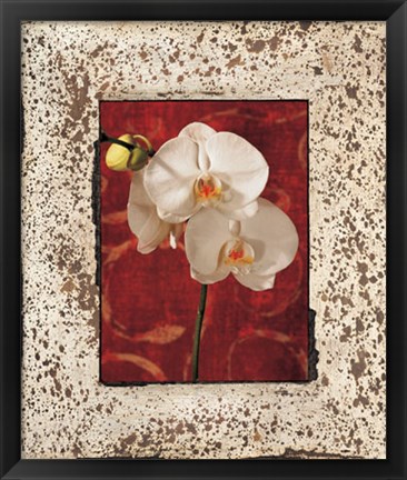 Framed Orchids Print