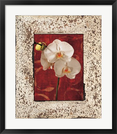 Framed Orchids Print