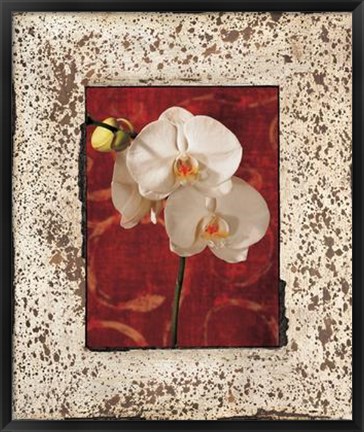 Framed Orchids Print