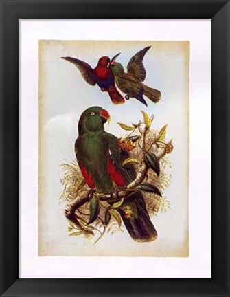 Framed Eclectus Polychlorus Print