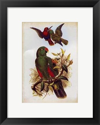 Framed Eclectus Polychlorus Print