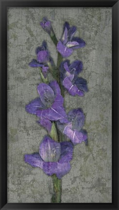 Framed Purple Gladiola Print