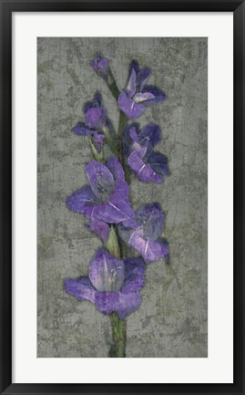 Framed Purple Gladiola Print