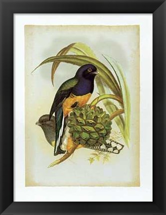 Framed John Gould - Trogon Viridis Size 11.75x15.75 Print