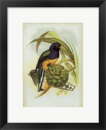 Framed John Gould - Trogon Viridis Size 11.75x15.75 Print