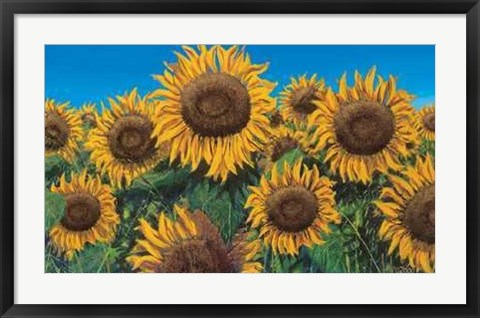 Framed Girasoli Print