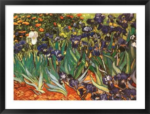 Framed Irises in the Garden, Saint-Remy, c.1889 Print