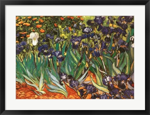 Framed Irises in the Garden, Saint-Remy, c.1889 Print