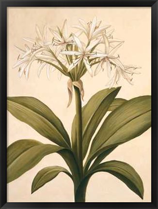 Framed Lilies II Print