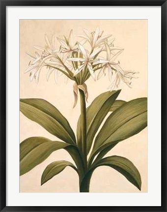 Framed Lilies II Print